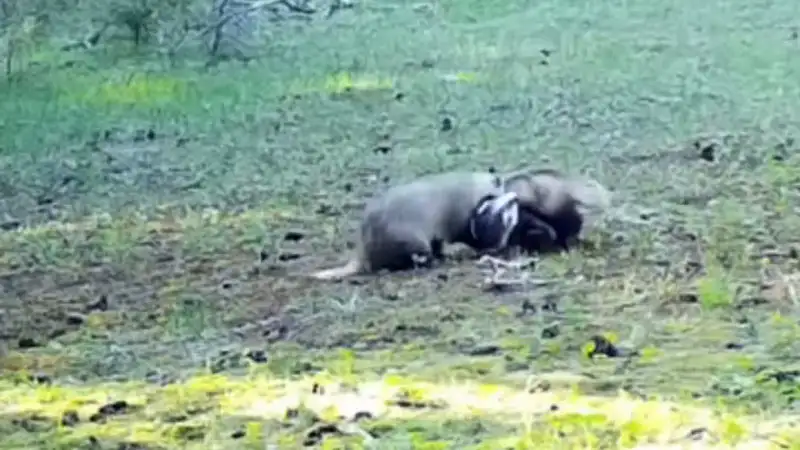 Барсуки из Алматы: комедийные звезды дикой природы, покорившие сердца пользователей соцсетей Павлодаре