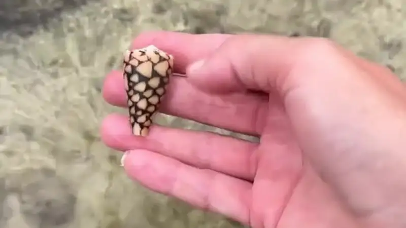 Опасное морское существо на пляже: туристка делится шокирующей историей и предостерегает отдыхающих Павлодаре