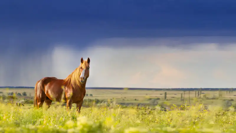 Казахстан в плену стихии: дождевые танцы и шквальные вихри на горизонте 28 июня Павлодаре