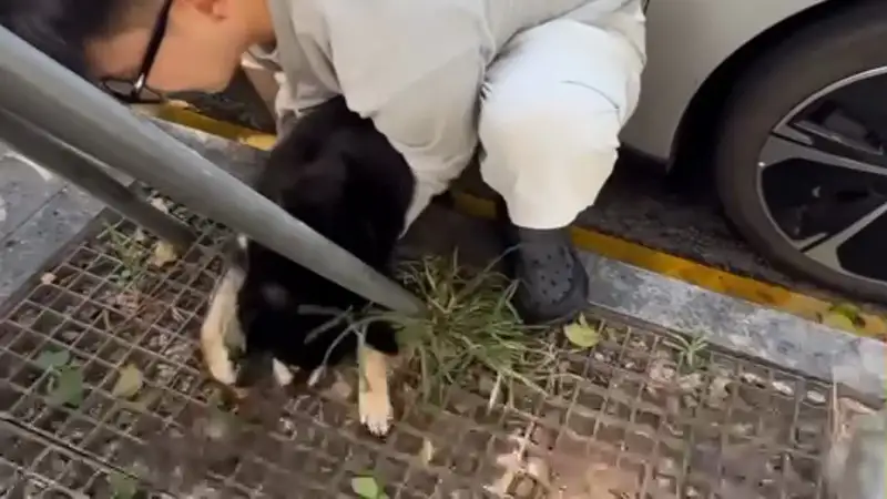 Летняя угроза: как закрытая машина может стать смертельной ловушкой для детей и животных Павлодаре