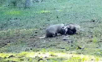 Барсуки из Алматы: комедийные звезды дикой природы, покорившие сердца пользователей соцсетей