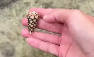 Опасное морское существо на пляже: туристка делится шокирующей историей и предостерегает отдыхающих