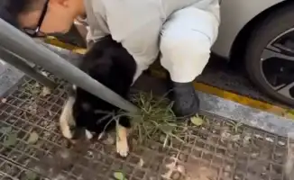 Летняя угроза: как закрытая машина может стать смертельной ловушкой для детей и животных