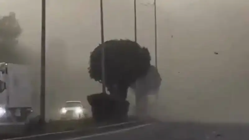 Ураганный ветер в Алматы: 19 июня город столкнулся с падением деревьев и обрывами проводов Павлодаре