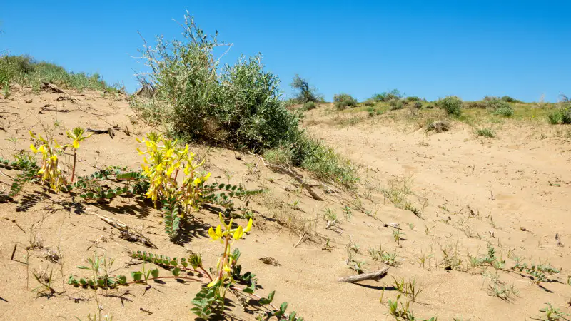 Казахстан в огне: как пережить +40 в июне? Павлодаре