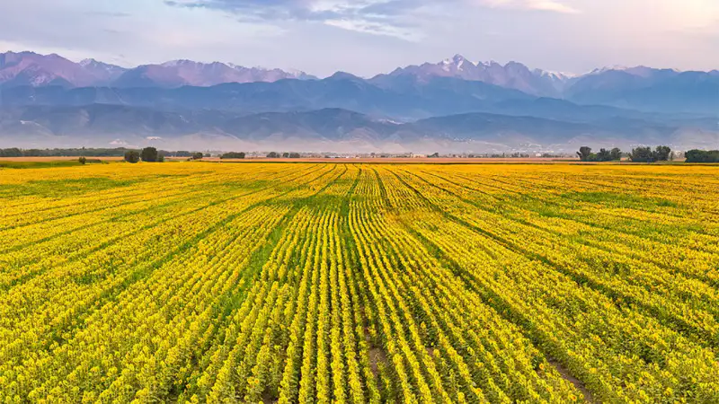Солнечные волны: как подсолнухи окутали Алматы золотым светом Павлодаре