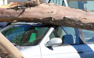 Как дерево стало источником дохода для автовладельца?