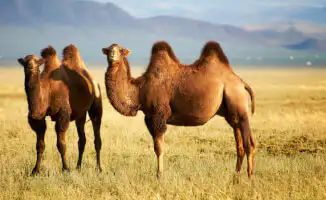 Экстремальная жара и грозы: прогноз погоды в Казахстане на 4 июля