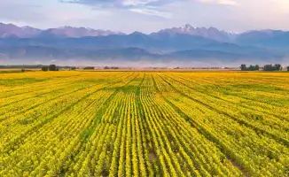 Солнечные волны: как подсолнухи окутали Алматы золотым светом