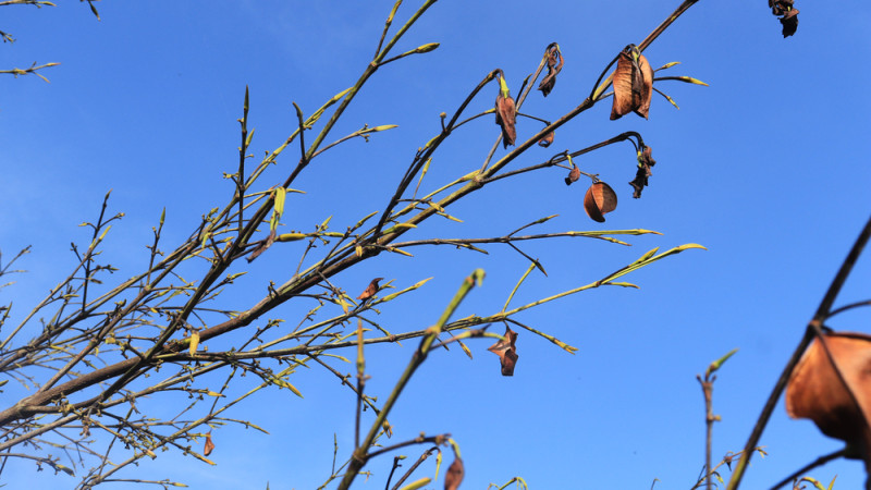 Экологи бьют тревогу: Усть-Каменогорск теряет зелёные аллеи и саженцы под палящим солнцем Павлодаре