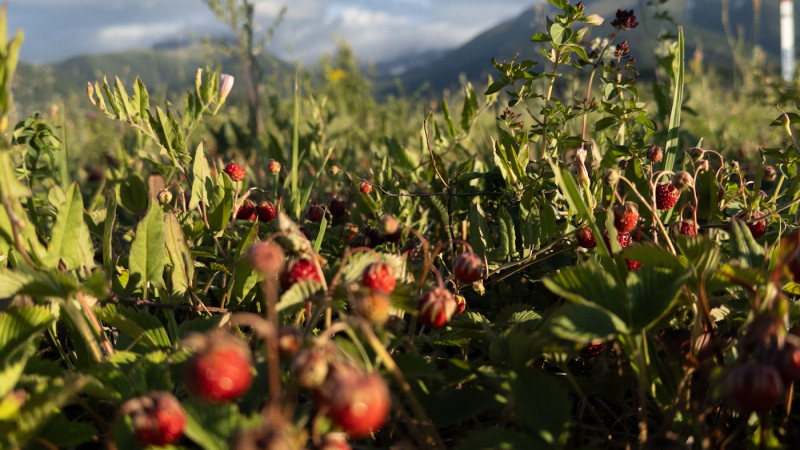 Казахстан: Резкие перепады температуры и сильные погодные явления ожидаются 22 августа Павлодаре