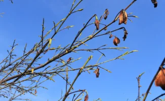 Экологи бьют тревогу: Усть-Каменогорск теряет зелёные аллеи и саженцы под палящим солнцем