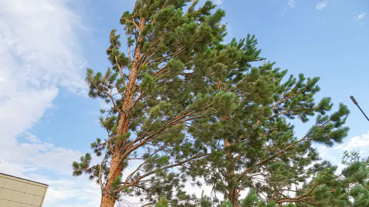 Сосна, ветви которой растут в направлении ветра. Село Достык, граница Казахстана и Китая. 