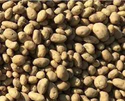 Аким Павлодара проверил уборку урожая в хозяйстве «КронАгро» Павлодаре