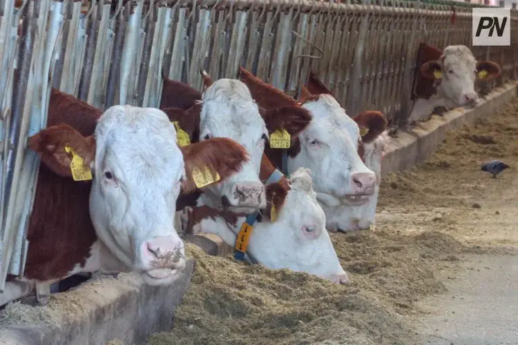 Павлодарская область масштабирует опыт СКО и вложит 33,7 млрд в АПК Павлодаре