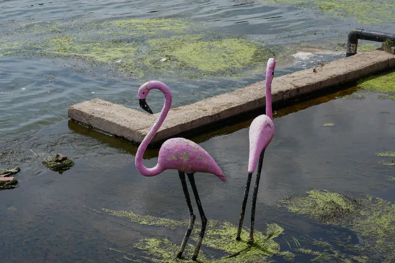 Два искусственных фламинго в реке Сарыбулак, Астана