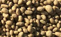 Аким Павлодара проверил уборку урожая в хозяйстве «КронАгро»