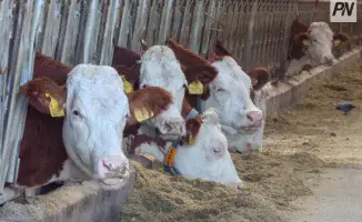 Павлодарская область масштабирует опыт СКО и вложит 33,7 млрд в АПК