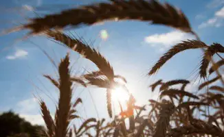 Президент Казахстана Касым-Жомарт Токаев пригласил американские компании принять участие в развитии сельского хозяйства страны, подчеркивая значительный потенциал этой отрасли для экономики республики.