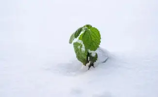 Внезапные заморозки и снег ожидаются в Казахстане: синоптики предупреждают о непогоде в ряде городов 28 сентября