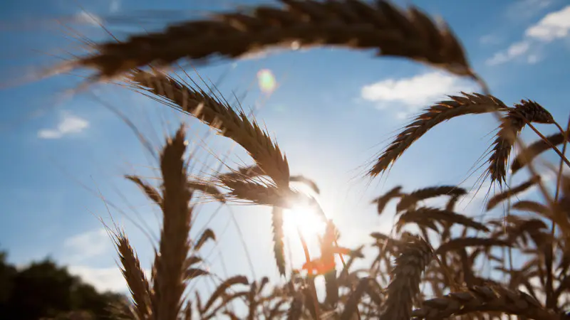 Президент Казахстана Касым-Жомарт Токаев пригласил американские компании принять участие в развитии сельского хозяйства страны, подчеркивая значительный потенциал этой отрасли для экономики республики. Павлодаре