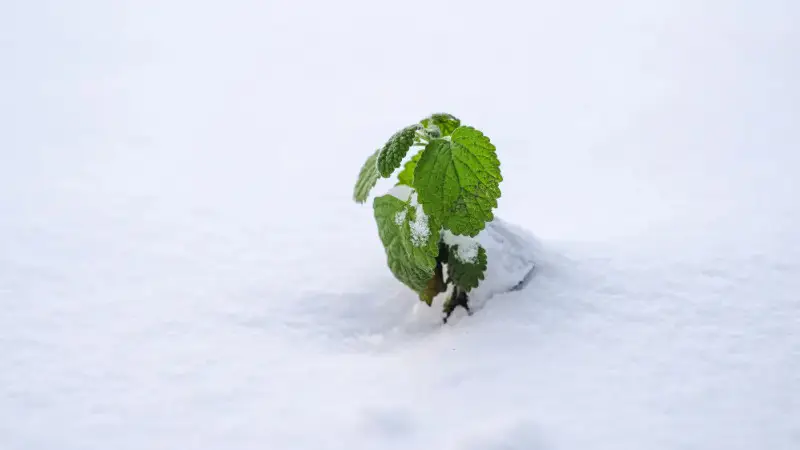 Внезапные заморозки и снег ожидаются в Казахстане: синоптики предупреждают о непогоде в ряде городов 28 сентября Павлодаре