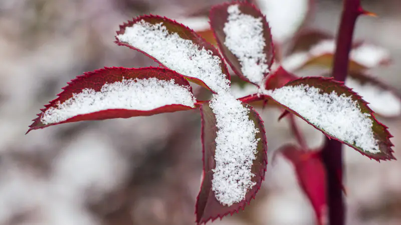 Осень “закончилась“: снежная волна накрывает Казахстан Павлодаре