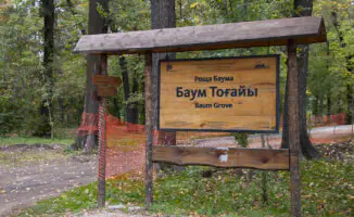 Бордюры и спиленные деревья: что происходит в роще Баума после начала благоустройства