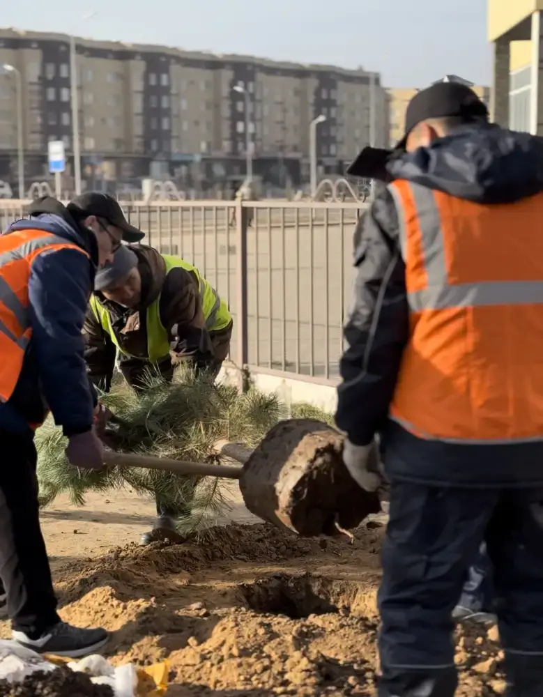 В Актобе было высажено 150 сосен, привезенных благодаря спонсорской поддержке предпринимателей (4)