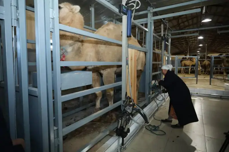Запуск нового цеха по производству верблюжьего молока в Мангистауской области: автоматизация и международные стандарты Павлодаре