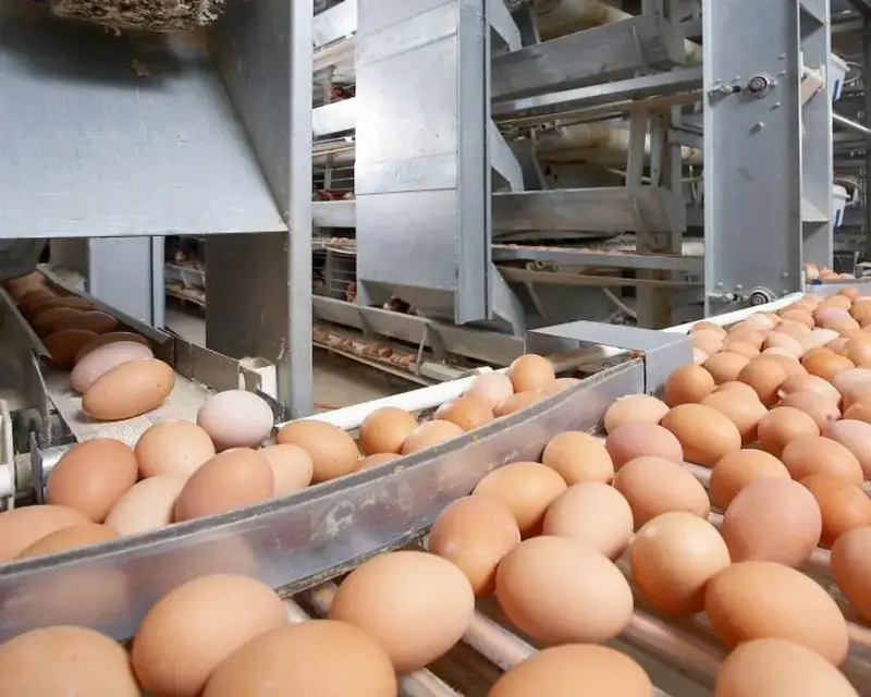 Нарушение ветеринарных норм при ввозе продукции из РФ: последствия для бизнеса и контроля Павлодаре