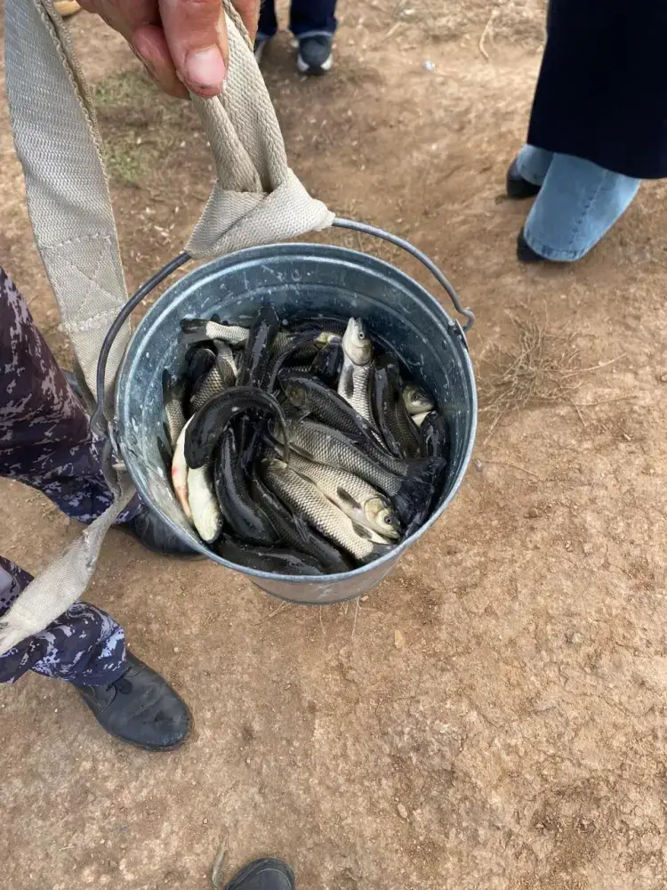 Зарыбление реки Есиль: более 237 тысяч сеголеток белого амура для устойчивого использования рыбных ресурсов Павлодаре