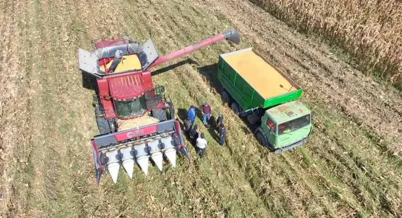 На Панфиловский район приходится 55% выращиваемой в Жетісу кукурузы (3)