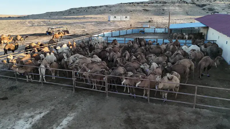 Посещение Нурдаулета Килыбая автоматизированного цеха по доению верблюдов: шаг к модернизации сельского хозяйства Казахстана Павлодаре