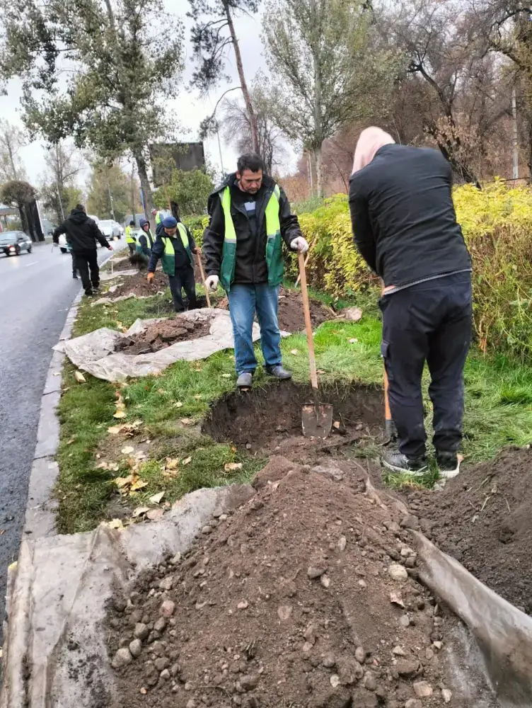 Турксиб: новые деревья и озеленение улиц Павлодаре