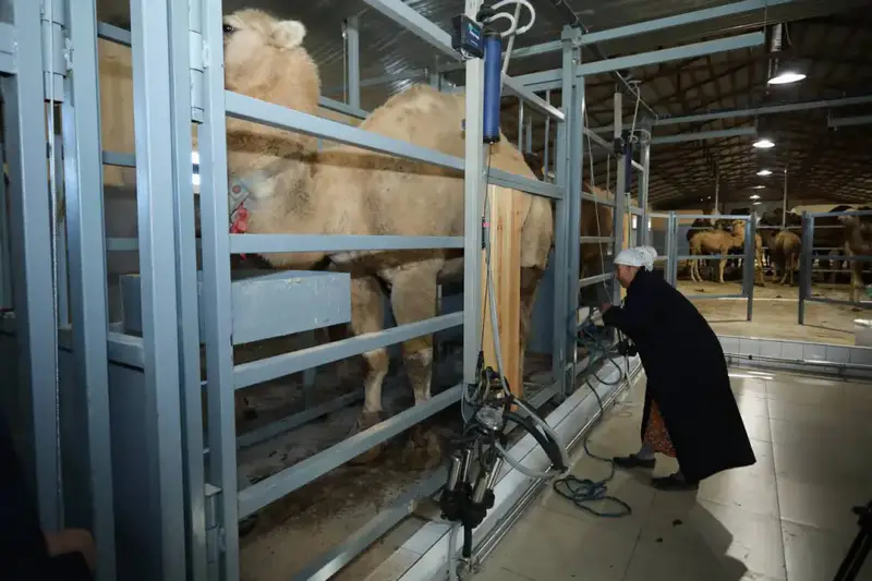 Нурдаулет Килыбай ознакомился с работой первого в Казахстане автоматизированного цеха по доению верблюдов. (5)