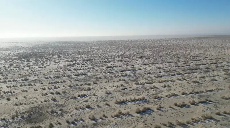 Началась осенняя посадка саксаула на осушенном дне Аральского моря для восстановления экосистемы Павлодаре