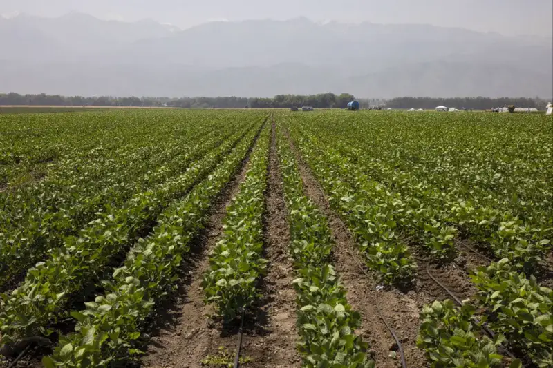 Обсуждение финансирования и субсидирования сельского хозяйства в Алматинской области: вызовы и перспективы для фермеров Павлодаре