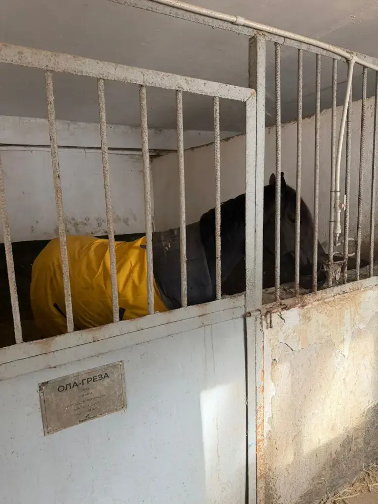 В Алматы решён вопрос размещения лошадей на зимний период (3)