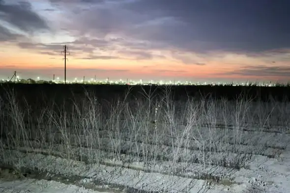 Создание питомника на 10 га в Туркестане для улучшения экологии Павлодаре