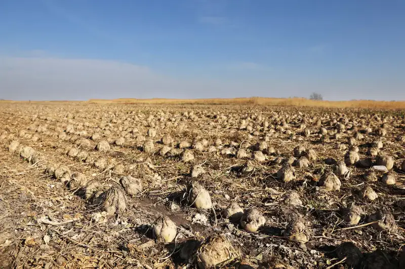 Ербол Карашукеев ознакомился с развитием свекольной отрасли в Меркенском районе (6)