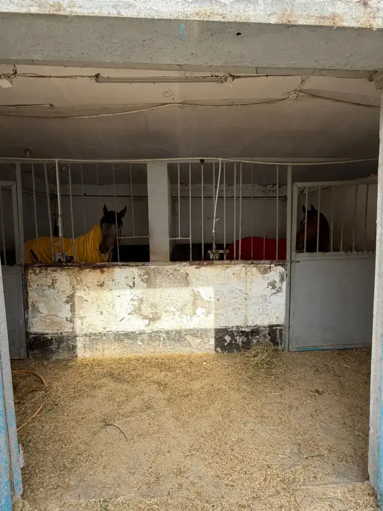 Лошади в тепле: как Алматы решает зимний вопрос Павлодаре