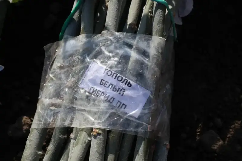 Алматы: высажено 500 деревьев у школы Павлодаре