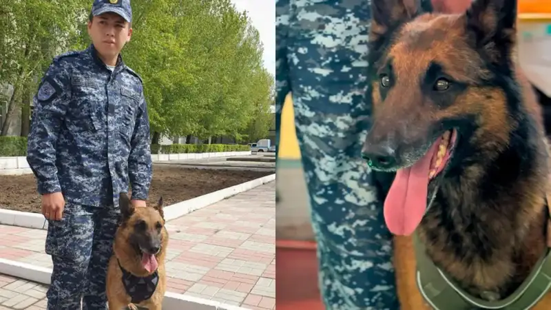 Эффективность служебных собак в борьбе с преступностью: более 150 раскрытых дел в Павлодарской области с начала года Павлодаре