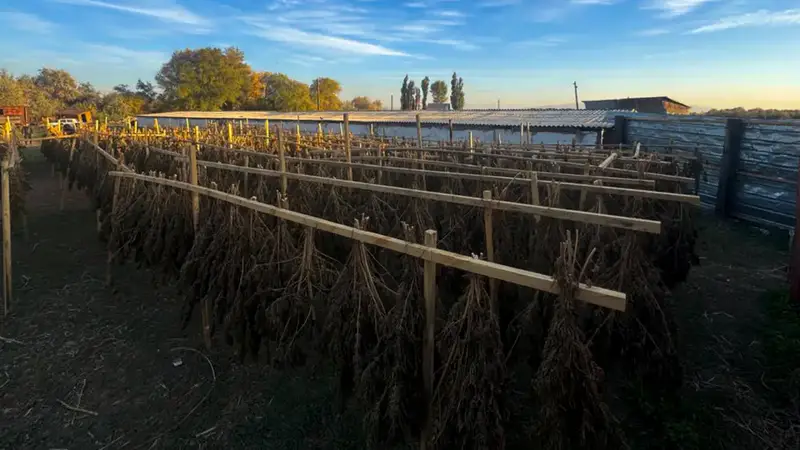 Усиление мер противодействия наркотрафику: результаты операций Комитета национальной безопасности Павлодаре