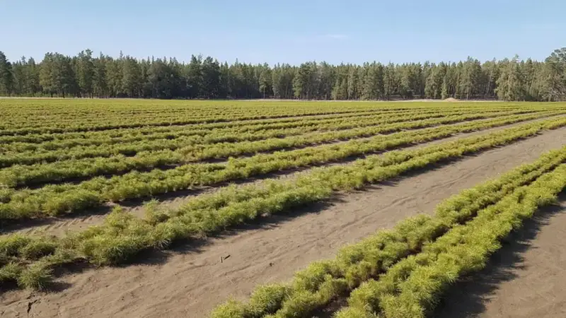 Карагандинская область: два миллиона новых деревьев — зелёные легкие региона начинают дышать! Павлодаре