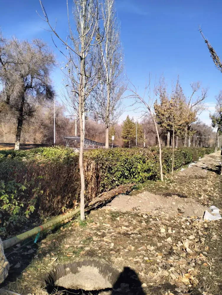 Турксибский район Алматы укрепляет зеленый статус: более 772 тыс. деревьев и новые озелененные улицы (2)