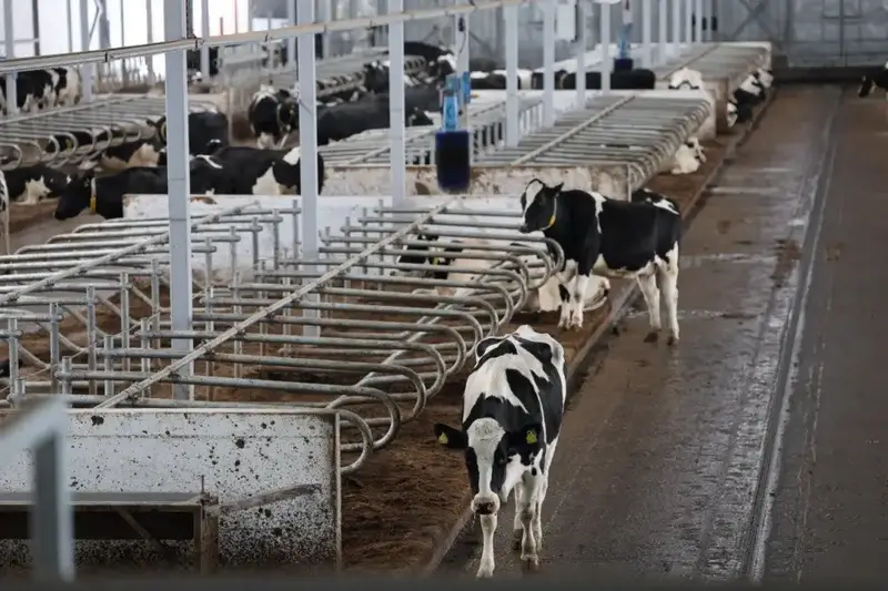 Автоматизация доения в Акмолинской области: как роботы изменят молочное производство Павлодаре