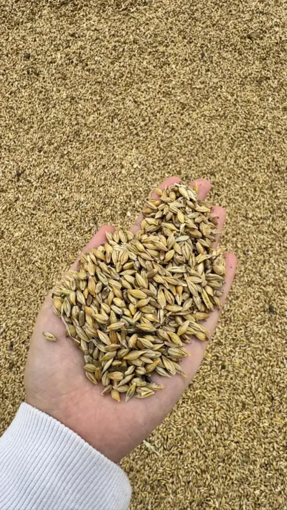 Казахстан запускает программу глубокой переработки зерновых: новые технологии и инвестиции в агропромышленный сектор Павлодаре