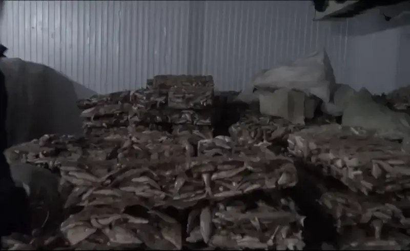 В Кызылординской области завершено расследование незаконного экспорта 75 тонн филе судака в ЕС Павлодаре